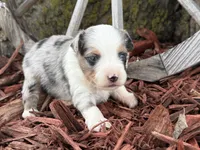 Marbles, a male Toy Australian Shepherd for sale in Plato, MO – Photo 1 of 2