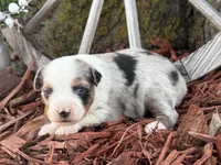Marbles, a male Toy Australian Shepherd for sale in Plato, MO – Photo 2 of 2