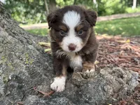 Leo (Video on Website), a male Toy Australian Shepherd for sale in Plato, MO – 3 of 9
