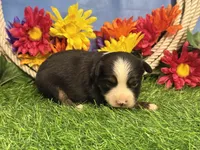 Cody, a male Toy Australian Shepherd for sale in Plato, MO – 6 of 8