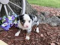 Phoenix ( Video on Website), a male Toy Australian Shepherd for sale in Plato, MO – 4 of 9