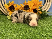 Lincoln, a male Toy Australian Shepherd for sale in Plato, MO – 3 of 8