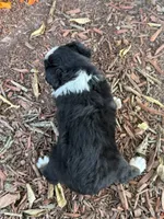 Timber (Video on Website), a male Toy Australian Shepherd for sale in Plato, MO – 4 of 10
