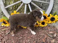 Leo (Video on Website), a male Toy Australian Shepherd for sale in Plato, MO – 4 of 9