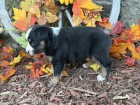 Cody (video on website), a male Toy Australian Shepherd for sale in Plato, MO – 4 of 9