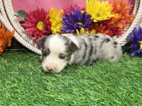 Cricket , a female Toy Australian Shepherd for sale in Plato, MO – 9 of 10