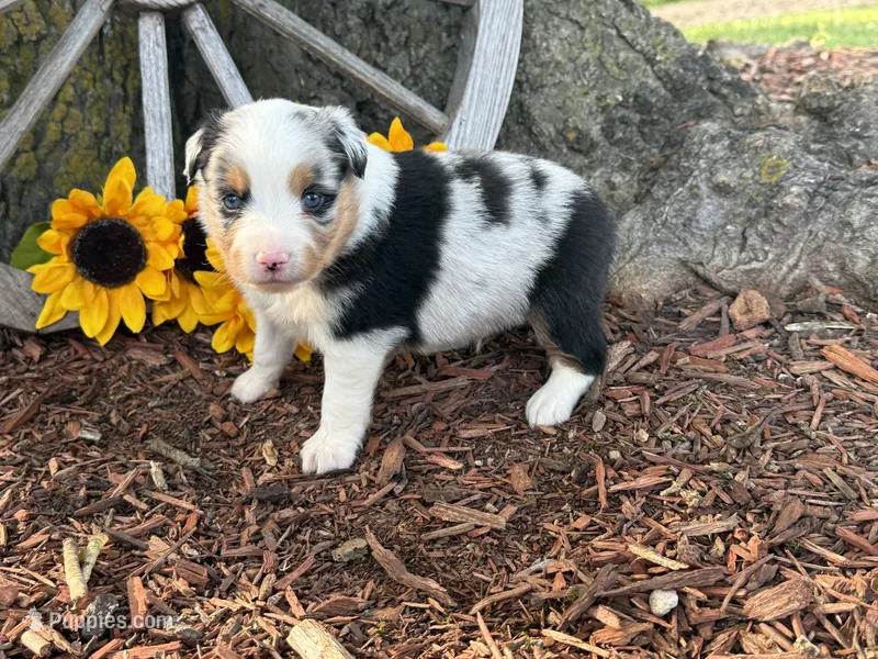 Martin  – Toy Australian Shepherd puppy for sale in Plato, MO