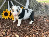 Martin , a male Toy Australian Shepherd for sale in Plato, MO – 1 of 9