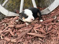Simpson (Little), a male Toy Australian Shepherd for sale in Plato, MO – Photo 6 of 8