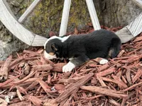 Simpson (Little), a male Toy Australian Shepherd for sale in Plato, MO – Photo 5 of 8