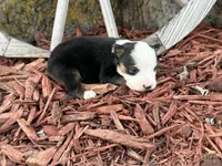 Simpson (Little), a male Toy Australian Shepherd for sale in Plato, MO – Photo 3 of 8
