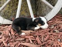 Simpson (Little), a male Toy Australian Shepherd for sale in Plato, MO – Photo 7 of 8