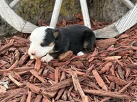 Simpson (Little), a male Toy Australian Shepherd for sale in Plato, MO – Photo 4 of 8