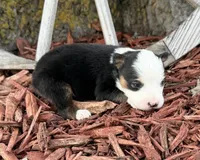 Simpson (Little), a male Toy Australian Shepherd for sale in Plato, MO – Photo 1 of 8