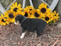 Callie (weighs 1lb @ 4wks), a female Toy Australian Shepherd for sale in Plato, MO – 4 of 10