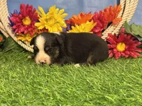Cody, a male Toy Australian Shepherd for sale in Plato, MO – 5 of 8