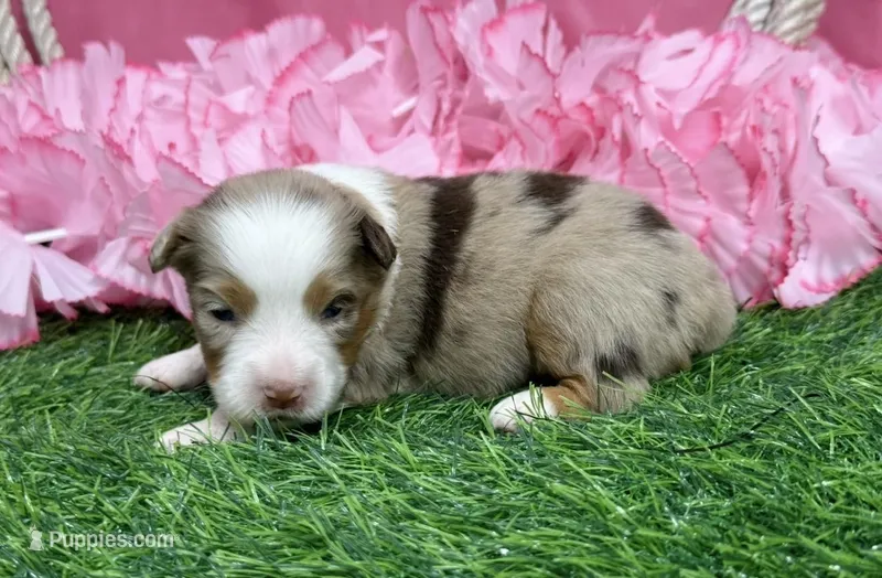 Rina – Toy Australian Shepherd puppy for sale in Plato, MO