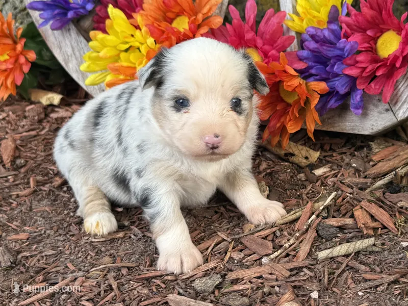 Chase – Toy Australian Shepherd puppy for sale in Plato, MO