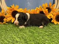 Timber, a male Toy Australian Shepherd for sale in Plato, MO – 2 of 9