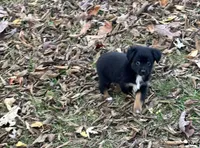 Myles, a male Miniature Australian Shepherd for sale in Plato, MO – Photo 7 of 10