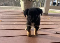 Myles, a male Miniature Australian Shepherd for sale in Plato, MO – Photo 4 of 10