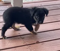 Myles, a male Miniature Australian Shepherd for sale in Plato, MO – Photo 5 of 10
