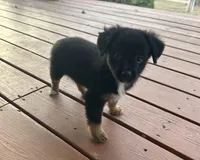 Myles, a male Miniature Australian Shepherd for sale in Plato, MO – Photo 6 of 10
