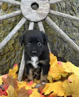 Myles, a male Miniature Australian Shepherd for sale in Plato, MO – Photo 3 of 10