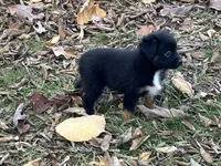 Myles, a male Miniature Australian Shepherd for sale in Plato, MO – Photo 8 of 10
