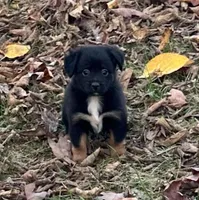 Myles, a male Miniature Australian Shepherd for sale in Plato, MO – Photo 9 of 10