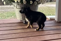 Myles, a male Miniature Australian Shepherd for sale in Plato, MO – Photo 2 of 10