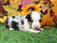 Jollie, a female Toy Australian Shepherd for sale in Plato, MO – 4 of 8