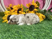 Lola, a female Toy Australian Shepherd for sale in Plato, MO – 8 of 8