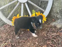 Dugger (Little Guy/Weighs 1.3 lbs @ 4 weeks), a male Toy Australian Shepherd for sale in Plato, MO – 8 of 10