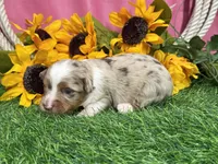 Lola, a female Toy Australian Shepherd for sale in Plato, MO – 2 of 8