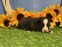 Timber, a male Toy Australian Shepherd for sale in Plato, MO – 3 of 9