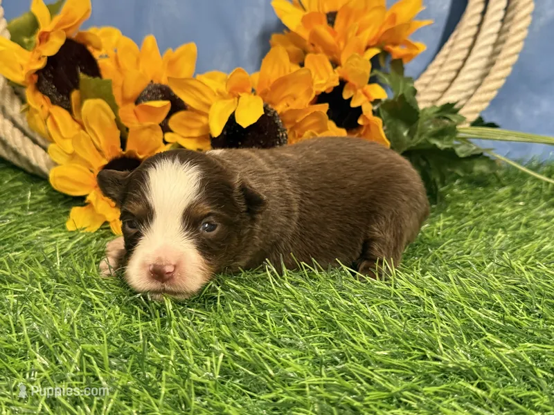Leo (Little) – Toy Australian Shepherd puppy for sale in Plato, MO