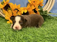 Leo (Little), a male Toy Australian Shepherd for sale in Plato, MO – 1 of 8