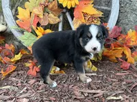 Cody (video on website), a male Toy Australian Shepherd for sale in Plato, MO – 7 of 9