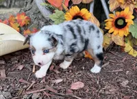 Cricket, a female Toy Australian Shepherd for sale in Plato, MO – 2 of 8