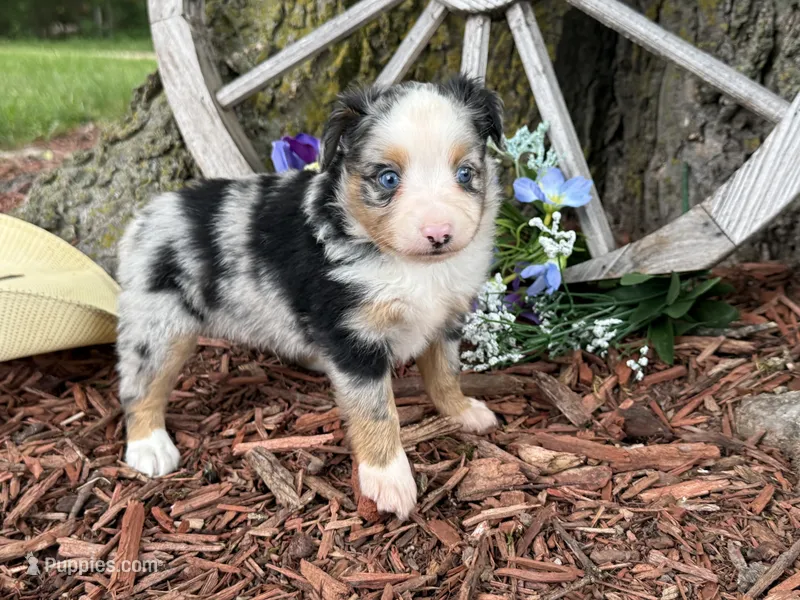 Pistol (Video on Website) – Toy Australian Shepherd puppy for sale in Plato, MO