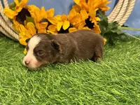 Leo (Little), a male Toy Australian Shepherd for sale in Plato, MO – 2 of 8