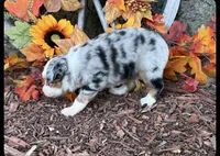 Cricket, a female Toy Australian Shepherd for sale in Plato, MO – 6 of 8