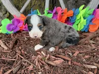 Angel, a female Toy Australian Shepherd for sale in Plato, MO – 8 of 10