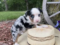 Phoenix ( Video on Website), a male Toy Australian Shepherd for sale in Plato, MO – 3 of 9