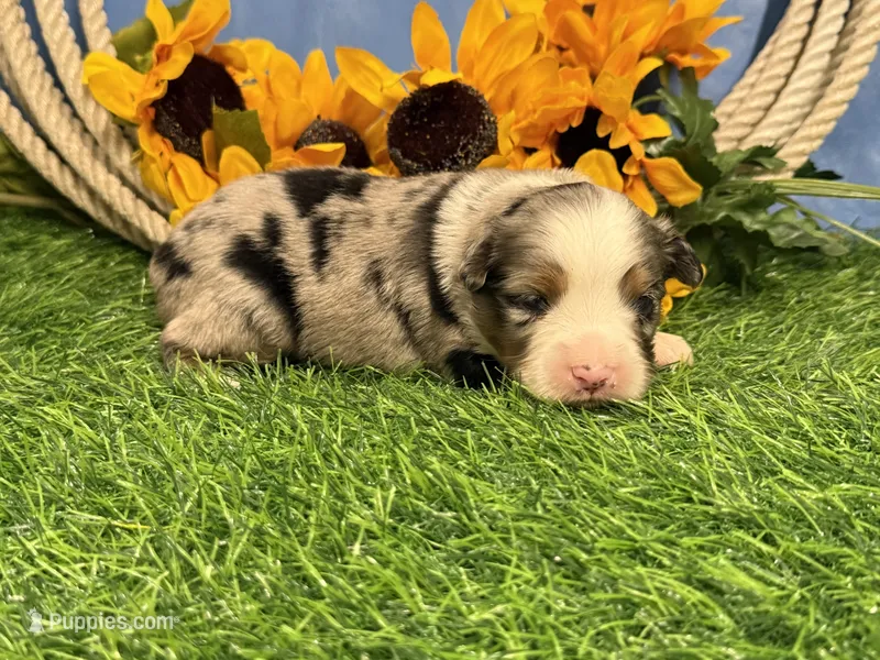 Lincoln – Toy Australian Shepherd puppy for sale in Plato, MO
