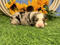 Lincoln, a male Toy Australian Shepherd for sale in Plato, MO – 1 of 8