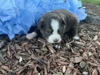 Leo , a male Toy Australian Shepherd for sale in Plato, MO – 5 of 9