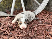 Sherman (Little), a male Toy Australian Shepherd for sale in Plato, MO – Photo 4 of 8