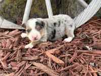 Sherman (Little), a male Toy Australian Shepherd for sale in Plato, MO – Photo 2 of 8